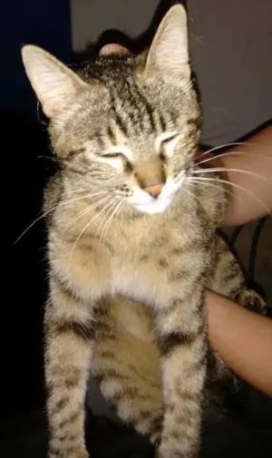 Gato raça vira lara idade 7 a 11 meses nome sem nome