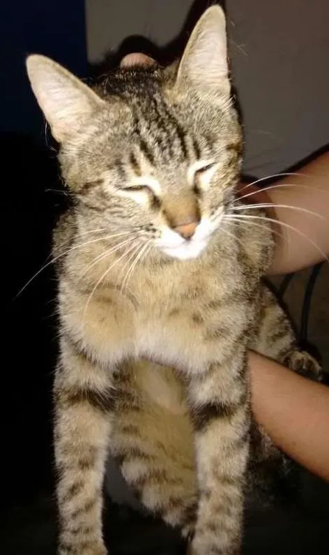 Gato ra a vira lara idade 7 a 11 meses nome sem nome