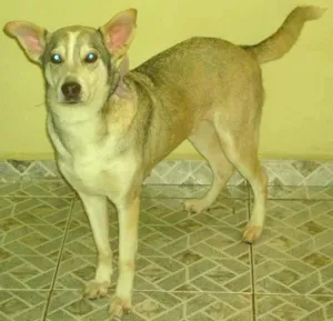 Cachorro raça SRD idade 6 ou mais anos nome Psy