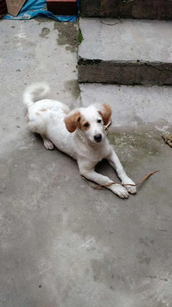 Cachorro ra a  idade 2 a 6 meses nome hercules