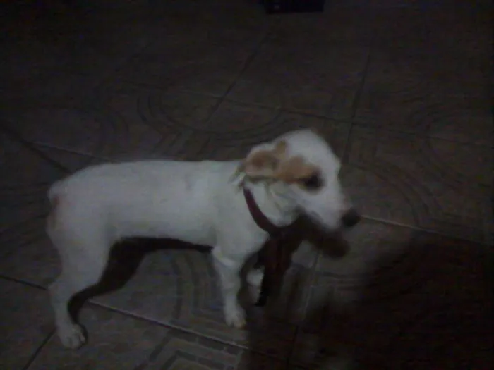 Cachorro ra a Vira lata  idade Abaixo de 2 meses nome Marly