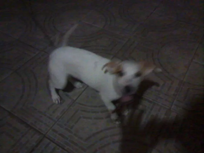 Cachorro ra a Vira lata  idade Abaixo de 2 meses nome Marly