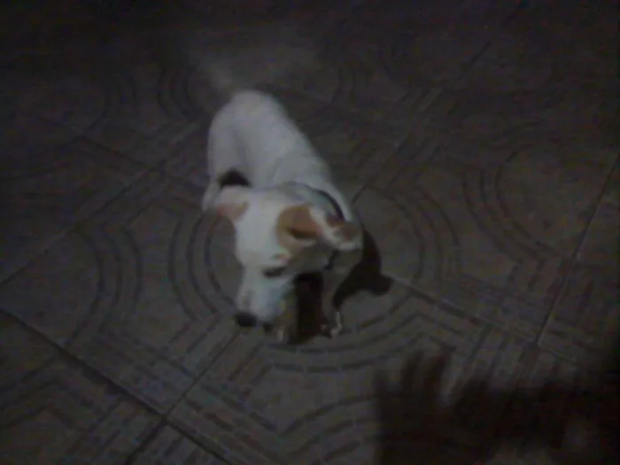 Cachorro ra a Vira lata  idade Abaixo de 2 meses nome Marly