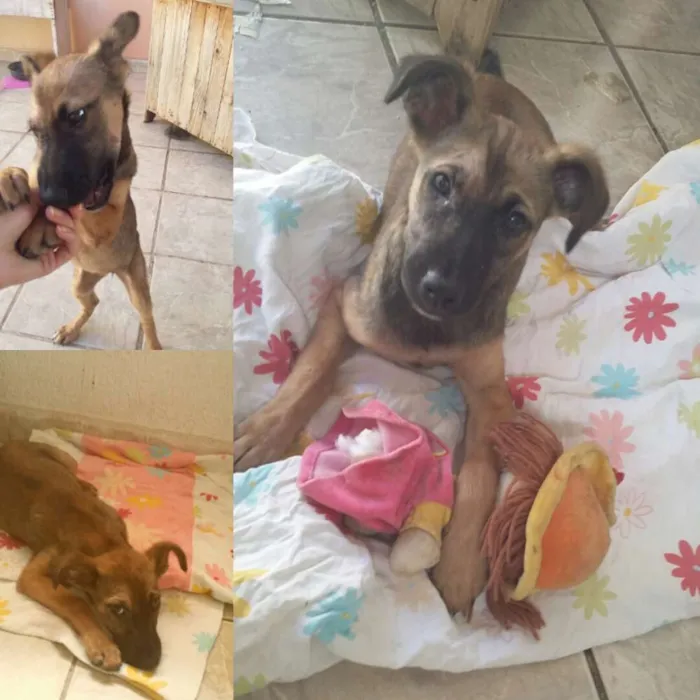 Cachorro ra a Srd idade 2 a 6 meses nome Catarina