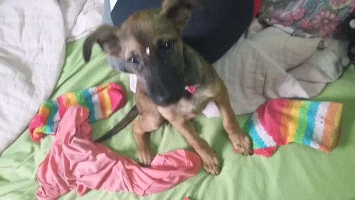 Cachorro ra a Srd idade 2 a 6 meses nome Catarina