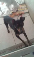 susy