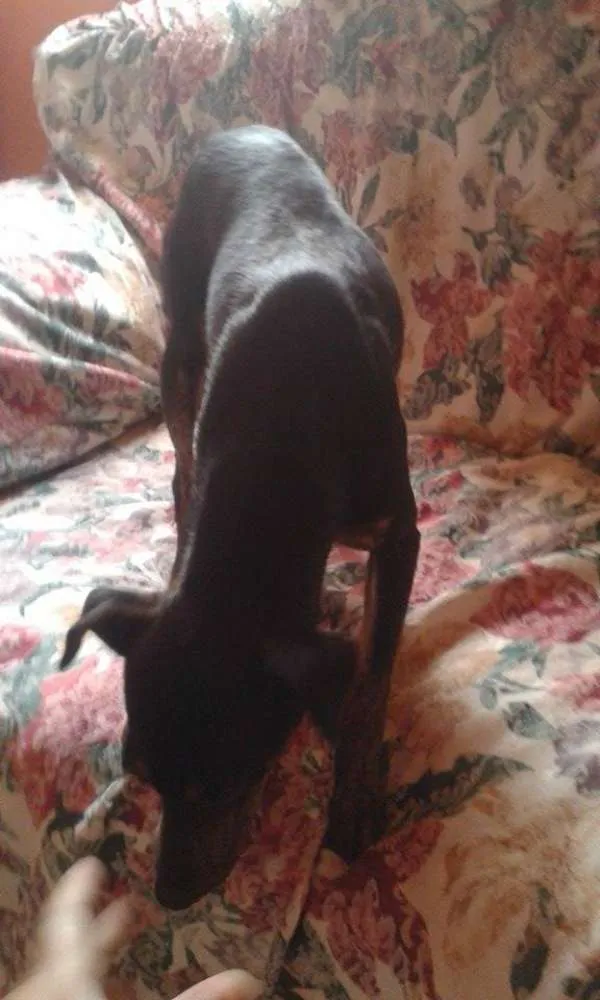 Cachorro ra a Pinscher 2 idade  nome susy