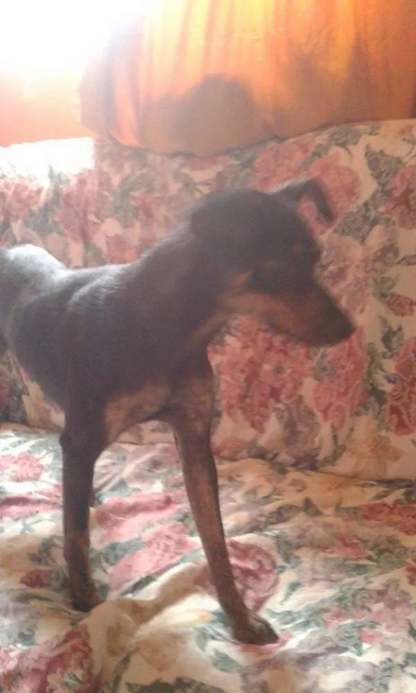 Cachorro ra a Pinscher 2 idade  nome susy