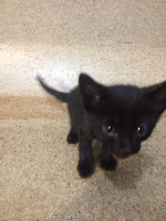 Gato ra a  idade Abaixo de 2 meses nome Sem nome