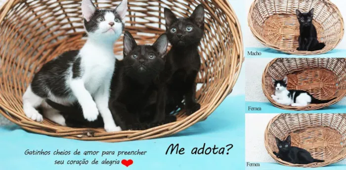 Gato ra a SRD idade Abaixo de 2 meses nome Gatinhos fofos