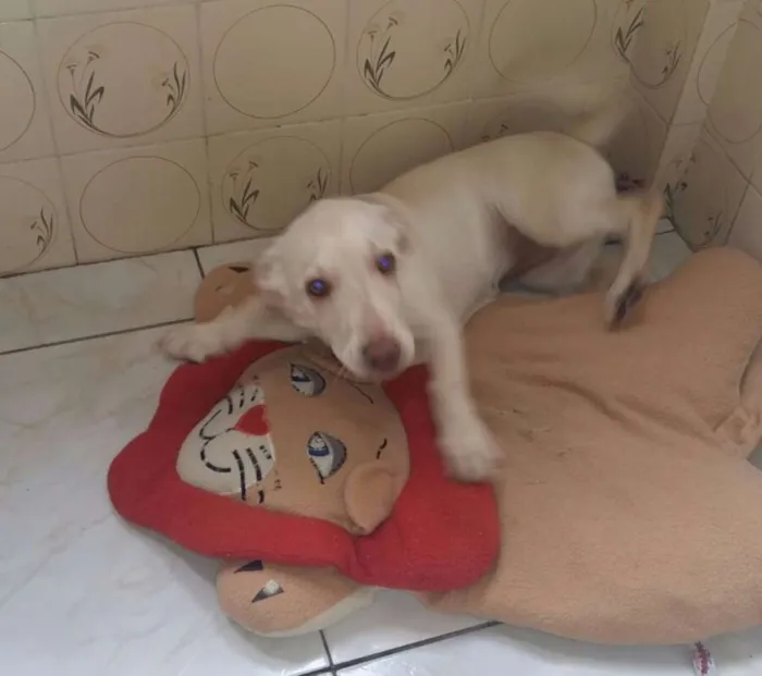 Cachorro ra a SRD idade 2 a 6 meses nome Cindy
