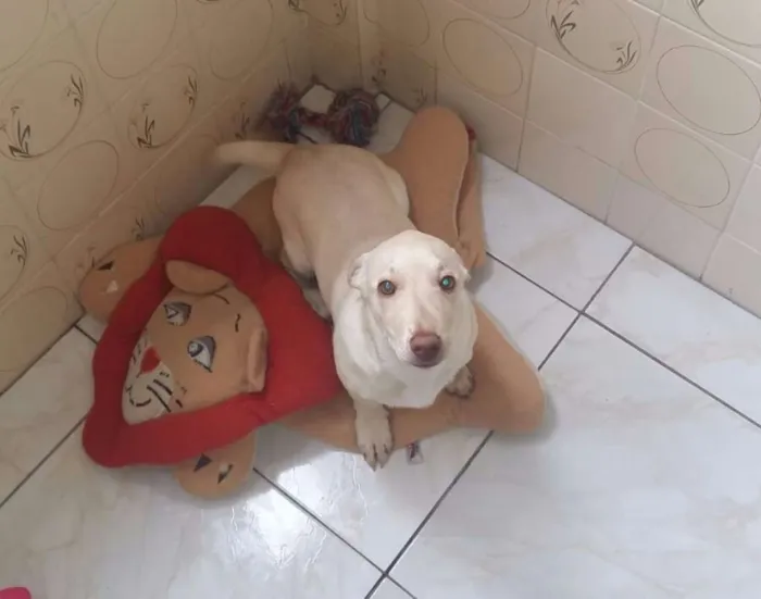 Cachorro ra a SRD idade 2 a 6 meses nome Cindy