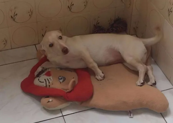 Cachorro ra a SRD idade 2 a 6 meses nome Cindy