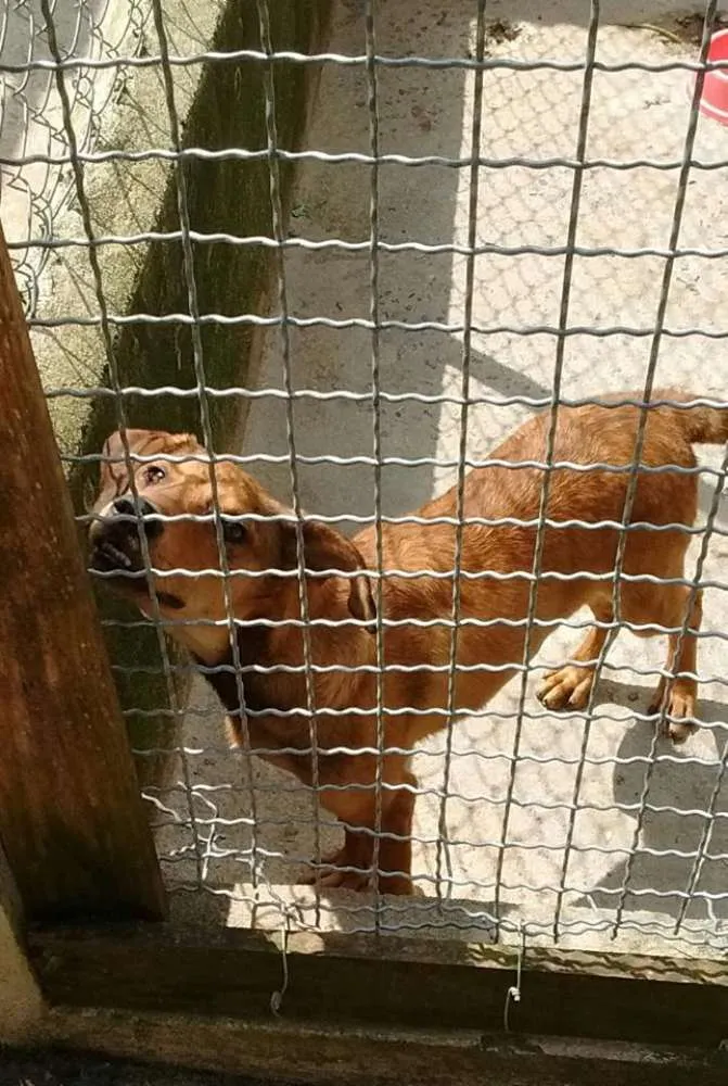 Cachorro ra a SRD idade 2 a 6 meses nome Aslan