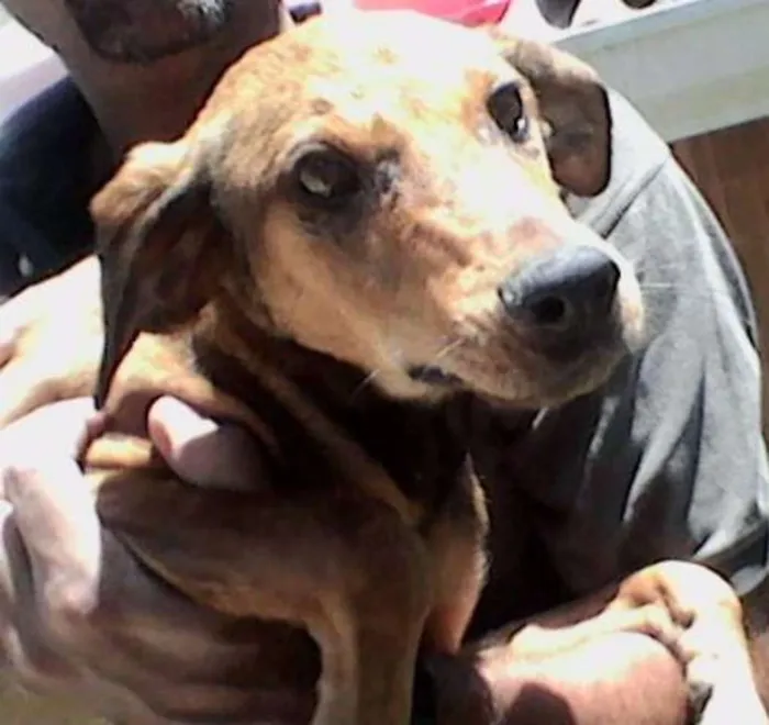 Cachorro ra a SRD idade 2 a 6 meses nome Aslan