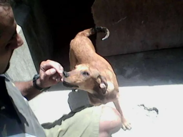 Cachorro ra a SRD idade 2 a 6 meses nome Aslan