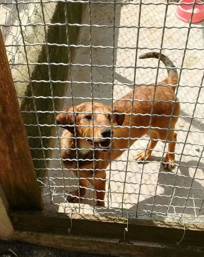 Cachorro ra a SRD idade 2 a 6 meses nome Aslan