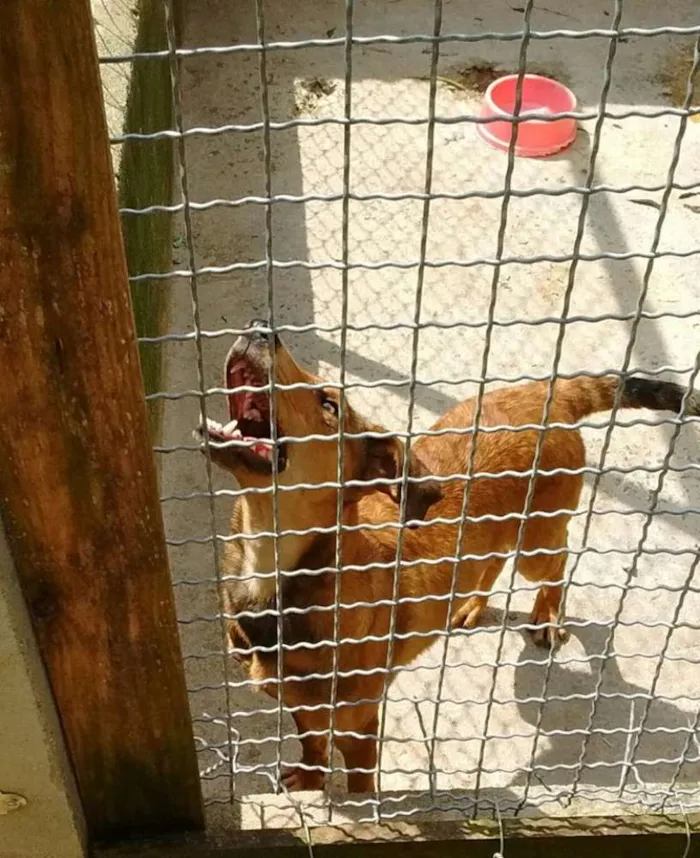 Cachorro ra a SRD idade 2 a 6 meses nome Aslan