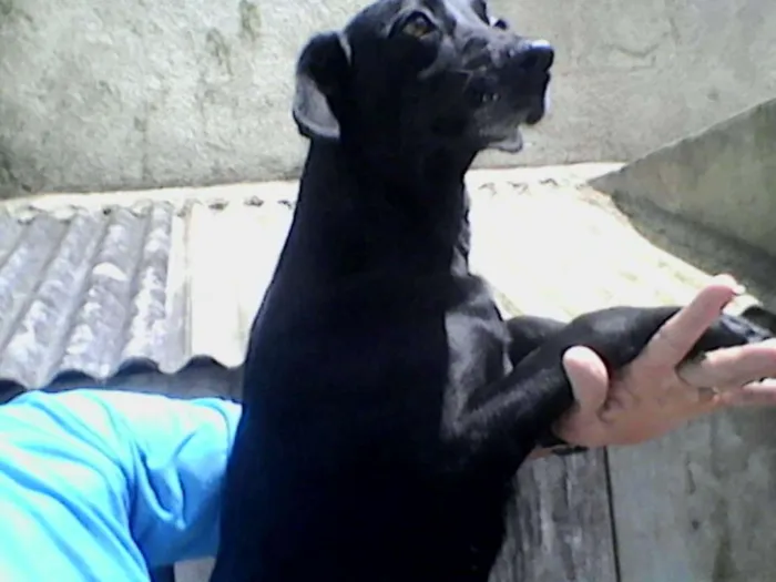 Cachorro ra a SRD idade 3 anos nome Lara