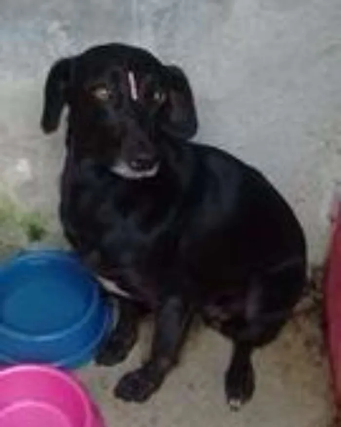Cachorro ra a SRD idade 3 anos nome Lara