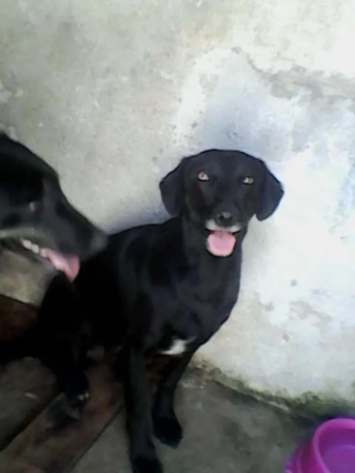 Cachorro ra a SRD idade 3 anos nome Lara