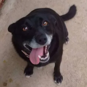 Cachorro raça SRD idade 5 anos nome Makeba