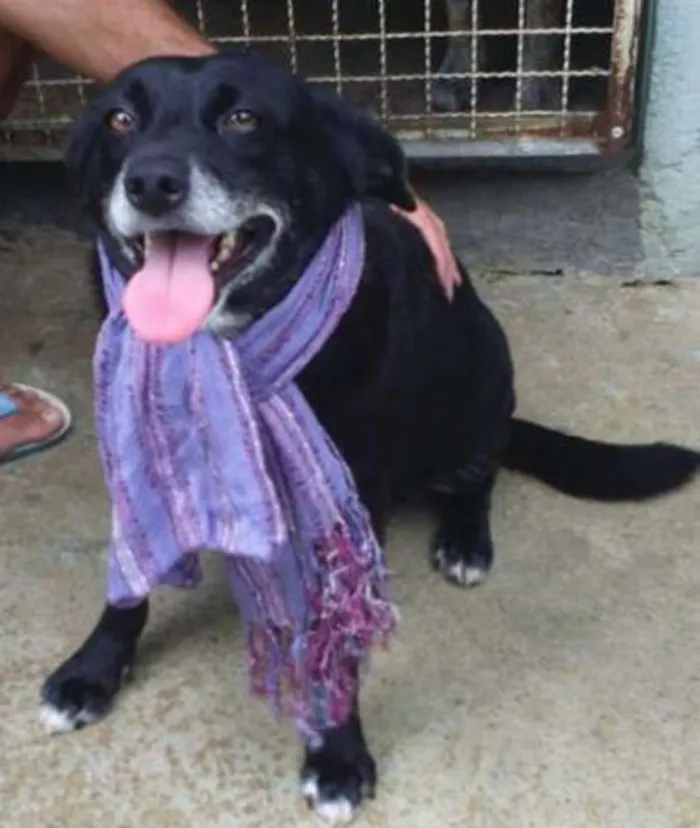 Cachorro ra a SRD idade 5 anos nome Makeba