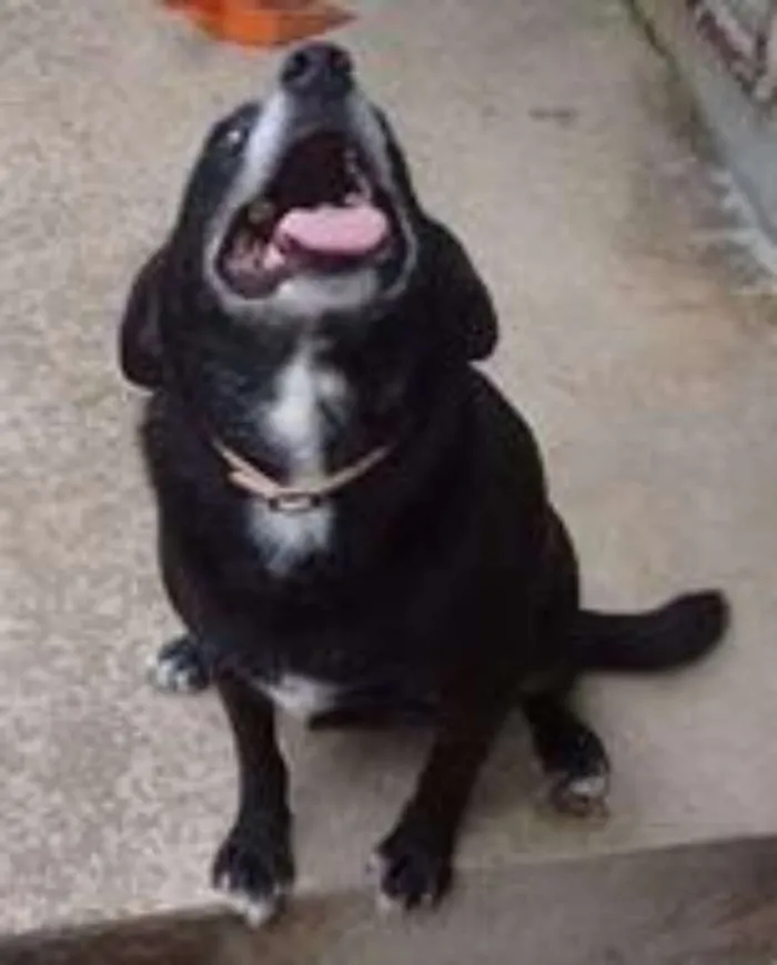 Cachorro ra a SRD idade 5 anos nome Makeba