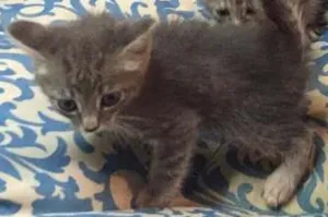 Gato raça  idade Abaixo de 2 meses nome Filhotes