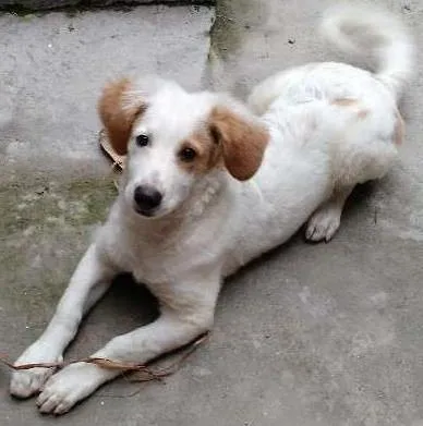 Cachorro ra a  idade 2 a 6 meses nome hercules