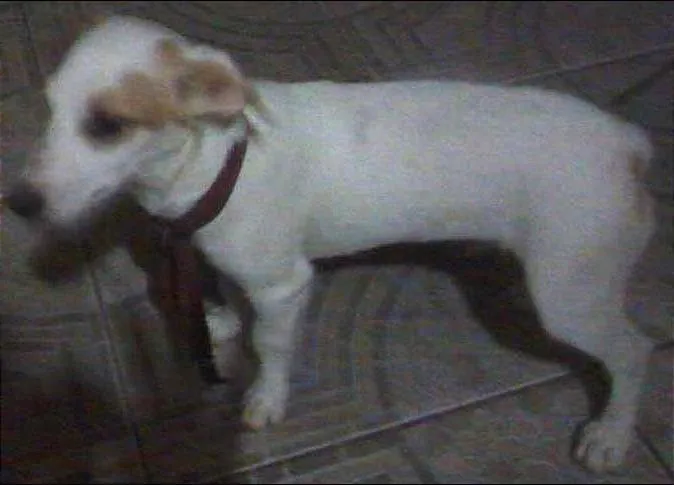 Cachorro ra a Vira lata  idade Abaixo de 2 meses nome Marly