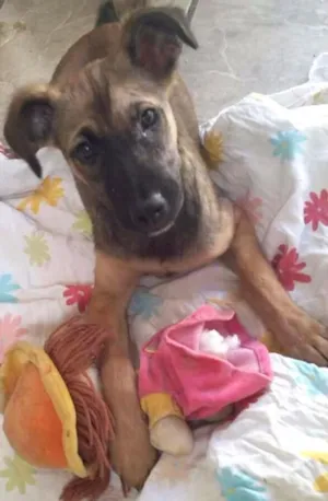Cachorro raça Srd idade 2 a 6 meses nome Catarina