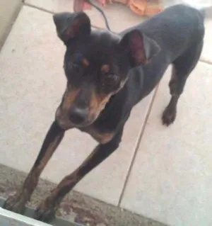 Cachorro raça Pinscher 2 idade  nome susy