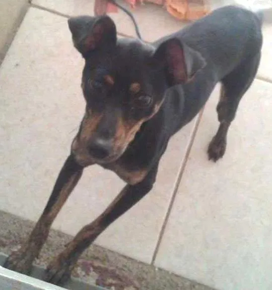 Cachorro ra a Pinscher 2 idade  nome susy