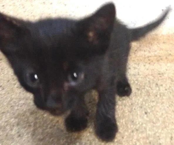 Gato ra a  idade Abaixo de 2 meses nome Sem nome