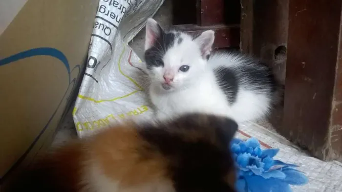 Gato raça SRD idade 2 a 6 meses nome Charlie e Chaplin
