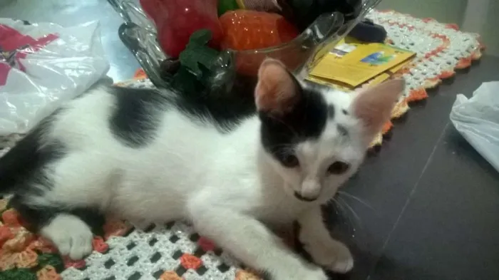 Gato raça SRD idade 2 a 6 meses nome Charlie e Chaplin