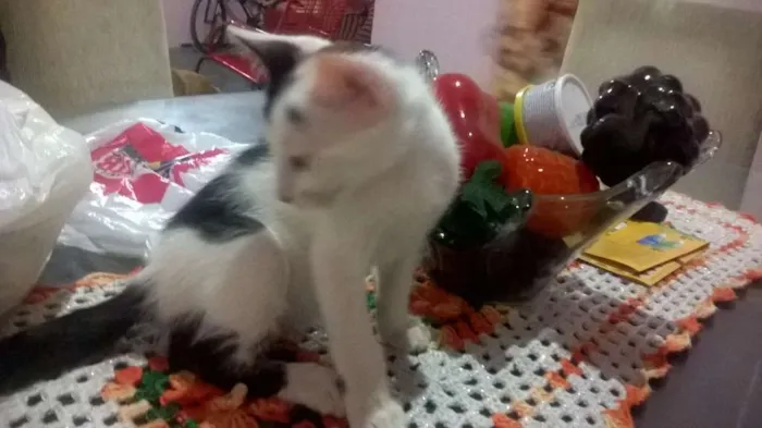 Gato raça SRD idade 2 a 6 meses nome Charlie e Chaplin
