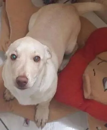 Cachorro ra a SRD idade 2 a 6 meses nome Cindy
