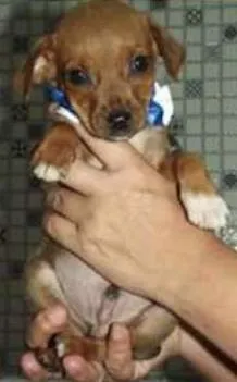 Cachorro raça SRD idade Abaixo de 2 meses nome Filhotes