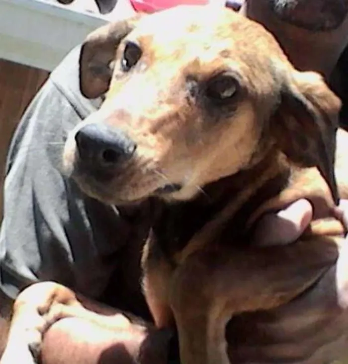 Cachorro ra a SRD idade 2 a 6 meses nome Aslan