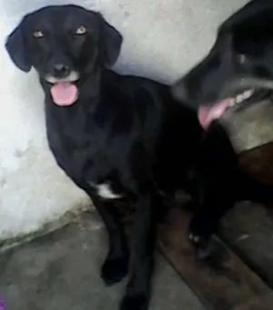 Cachorro raça SRD idade 3 anos nome Lara