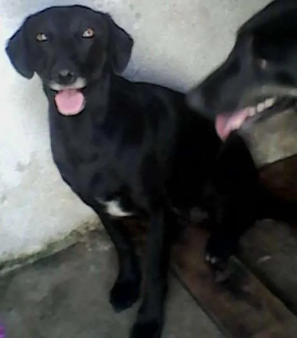 Cachorro ra a SRD idade 3 anos nome Lara
