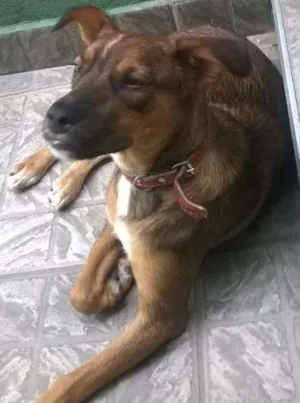 Cachorro raça SRD idade 1 ano nome Fiona