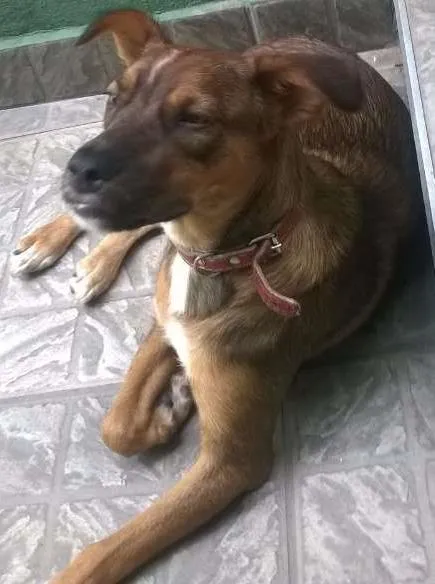 Cachorro ra a SRD idade 1 ano nome Fiona