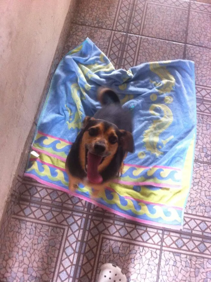 Cachorro ra a SRD idade 3 anos nome Não sei