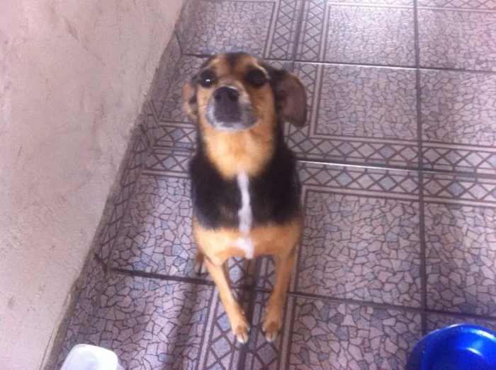 Cachorro ra a SRD idade 3 anos nome Não sei