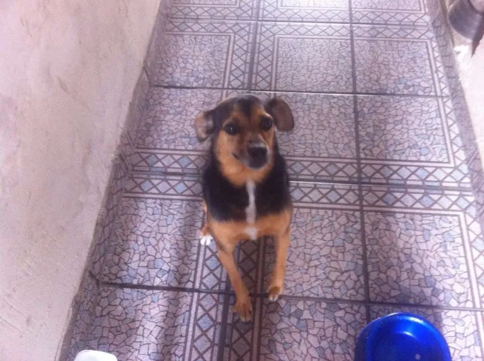 Cachorro ra a SRD idade 3 anos nome Não sei