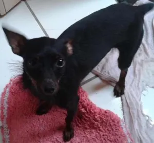 Cachorro raça Pincher idade 7 a 11 meses nome Neguinha
