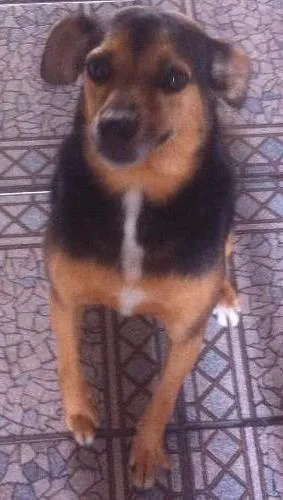 Cachorro ra a SRD idade 3 anos nome Não sei